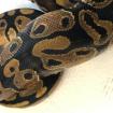 Königspython Classic 21 Python regius