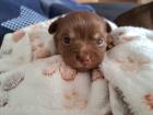 Chihuahua Mädchen abzugeben