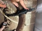 0. 1 caiman crocodilius