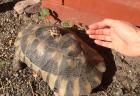 2- und 3-jährige Landschildkrötenbabies Testudo Marginata Breitrandschildkröten aus artgerechter l