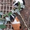 Meerschweinchen 5 Wochen alt
