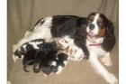 Cavalier King Charles