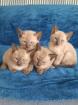 Tonkanese Kitten -650 00 Euro VB