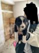 Border Collie Welpen