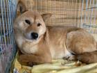 Misoka - Shiba Inu Mischling - lieb verträglich