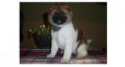Akita Welpen Fency