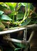 Laticauda Pärchen mit Terrarium bestückt Technik und Unterschrank