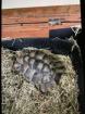 Schildkröten zum verkaufen
