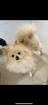 Bezaubernde Hundedame Pomeranian sucht neues zu Hause