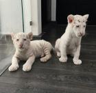 Beste Zug braun Gepard Tiger Löwe Cubs