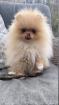 Pomeranian Welpe Rüde