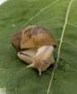 Marginata ovum Schnecken