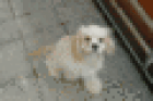 Die Kleine Chipsy ist Umständehalber Abzugeben American Cocker Spaniel
