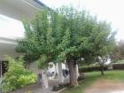 Apartment Ivanic Rab Lopar