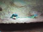 Halsbandleguan Pärchen ca 5 Jahre alt