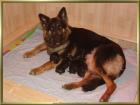 Altdeutsche Schäferhundwelpen - Aus alten gesunden Linien