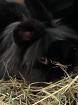 Blacky Zwergkaninchen