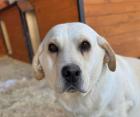 Kambodza - ein typischer Labrador
