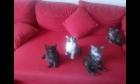 Maine Coon Katzen