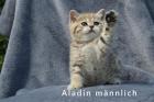 Reinrassige Bkh Kitten Elterntiere mit Stammbaum und Untersucht