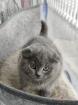 Bkh Scottish fold mix kitte