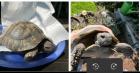 2 Griechische Landschildkröten beide männlich suchen ein neues artgerechtes Zuhause