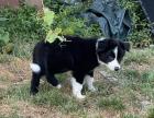 Border Collies Rassehunde