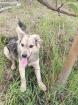 Thor - Tierschutz SOS hübscher Welpe Thor in Gefahr an der Ukrainischen Front