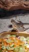 Baby Bartagame Nachzucht