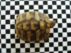 Landschildkröte