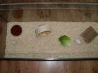 Weißer Hamster mit Terrarium 100x40x40 und Laufrad und Abdeckung Hamster mit vi