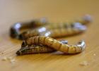 Biete Terrarien Futtertiere Pflanzen Technik Zubehör
