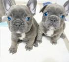 Französische Bulldoggen Welpen Blue Lilac mit Ahnentafel