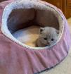 BKH Kitten lilac Mädchen