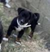 Bijou - hübsches Welpenmädchen sucht liebe Familie