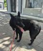 Franjo - Freundlicher Franjo sucht Anschluss