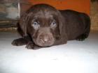 LABRADOR- WELPEN m. AHNENPASS