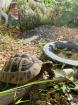 Griechische Landschildkröte