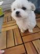 Malteser Welpen
