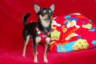 ROCKY BALBOA - Chihuahua - 1 Jahr - Tierhilfe-Franken e. V.