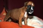 Hrirschrote Boxerwelpen