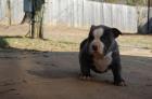 American Pit Bull Welpen zu verkaufen