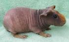 Skinnys / Skinny-Pigs / Nacktmeerschweinchen