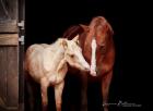 American Paint Horse Stute 06/2020 Palomino