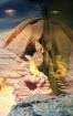 2 Leopardgeckos weiblich inklusive Terrarium