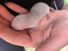 Frettchen Welpen