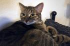 STELLA - europäische Kurzhaar - 3 Jahre - Tierhilfe-Franken e. V.