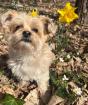 SISSILEIN - Havaneser-Yorkshire-Terrier-Mix - 12 Jahre - Tierhilfe-Franken e. V.