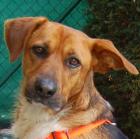 FRÄULEIN MOCCA - Mix - 3 Jahre - Tierhilfe-Franken e. V.