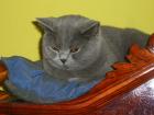 BKH in blau und cream